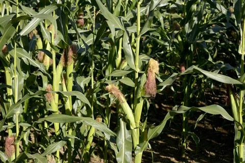 Green corn field Fotos de archivo
