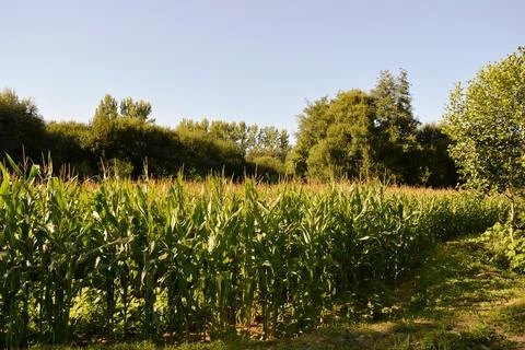 Green Corn Field Stock-Fotos