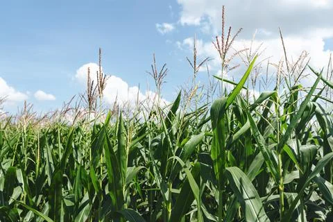 Green corn field Foto stock