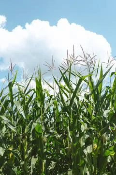Green corn field Stock Photos