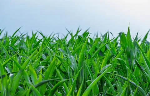 Green corn in a field Stock Photos