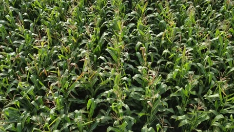 Green corn in the field, ripening crops Stock Footage 159596822