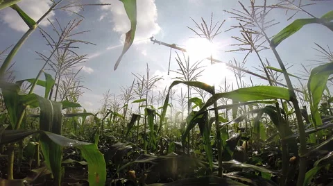 Green Corn Field With Sprinkler Spraying Water Stock Footage 68418371