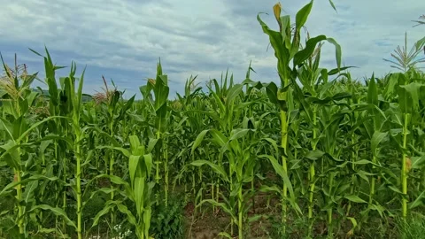 Green corn field stretching to the rolling hills under a sunny summer sky. Stock Footage 339898813