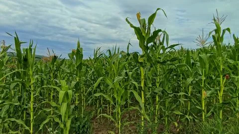 Green corn field stretching to the rolling hills under a sunny summer sky. Stock Photos