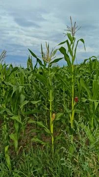 Green corn field stretching to the rolling hills under a sunny summer sky. Stock Photos