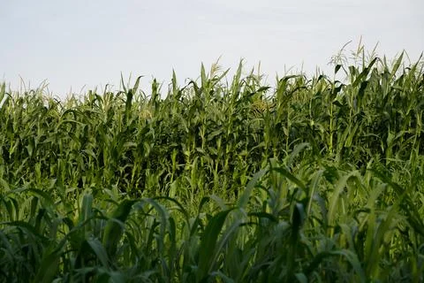 Green corn field in summer Stock Photos