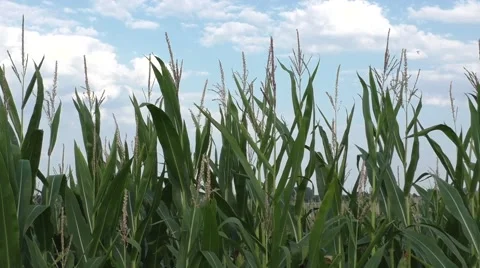 Green corn field in the summer sun Stock Footage 54167926