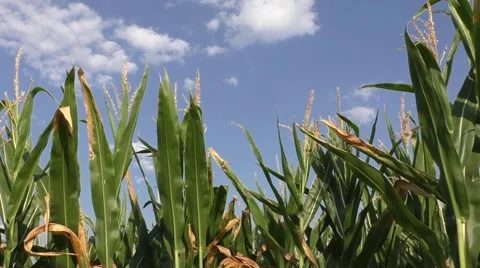 Green corn field in the summer sun Stock-Footage 54167996