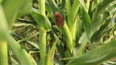 Green corn field in summer. Young corn cob close-up Stock Footage 341599889