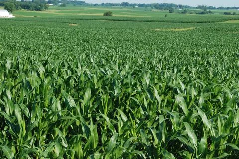 Green Corn field in summertime 스톡 사진