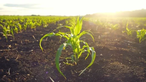 Green corn field at sunset. colourful sunset scenery in rural countryside Stock Footage 274740406