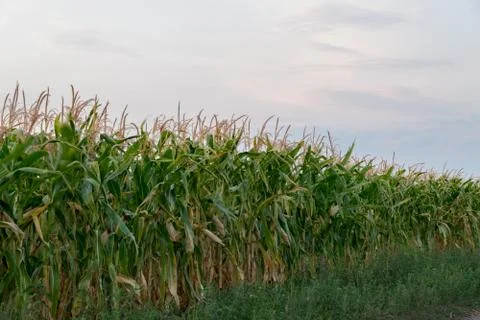 Green corn field at sunset. Corn field at sunset. Organic Corn field Stock Photos