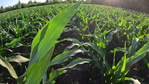 Green Corn Field at Sunset with Golden Sun Flare Stock Footage 337796395