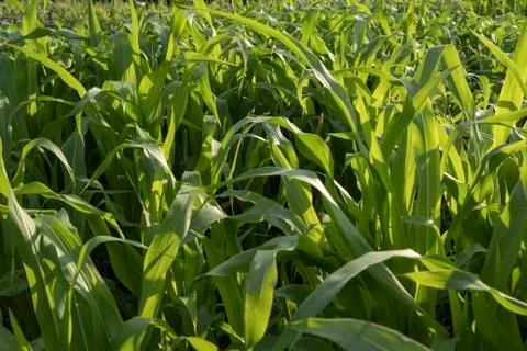 Green corn field at sunset Stock Photos