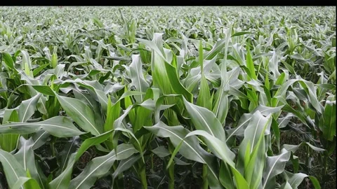 Green corn field swaying in the wind Agriculture eco farm. Stock Footage 139284503