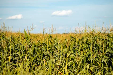 Green corn field with tall maize plants stretching to the horizon under a c.. Stock Photos