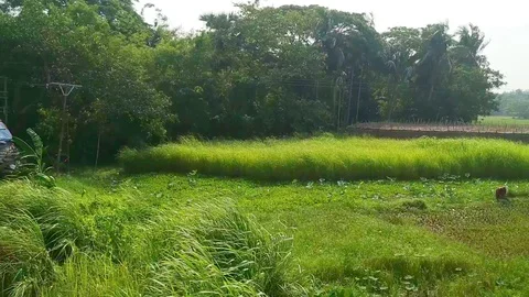 Green corn field, trees, foliage from running train window Stock Footage 108726250