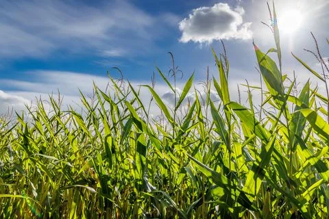 Green corn field under blue sky in Poland Fotos de archivo