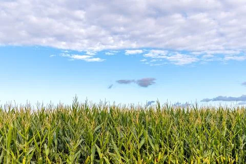 Green corn field under blue sky in Poland Fotos de archivo