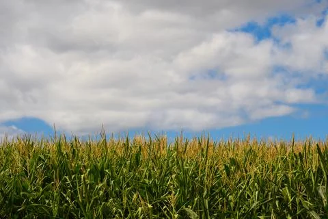 Green corn field under cloudy blue sky, agricultural farmland landscape Stock Photos