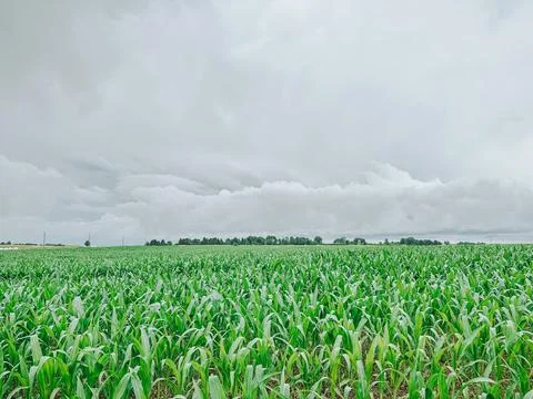 Green Corn Field Under Dramatic Storm Clouds Before Summer Rain Stock Photos