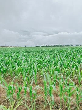 Green Corn Field Under Dramatic Storm Clouds Before Rain Stock Photos