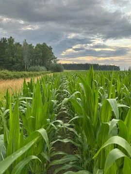 Green Corn Field Under Dramatic Storm Clouds at Summer Sunset Stock Photos