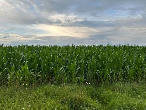 Green Corn Field Under Dramatic Cloudy Sky at Summer Sunset Stock Photos