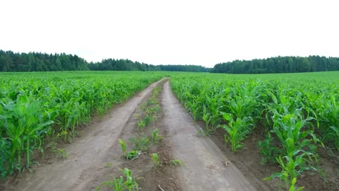 Green corn field under the rain. Countryside. The road in the field Stock Footage 130848164