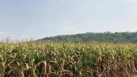 Green Corn Field Video Landscape - Video Footage Stock Footage 244335685