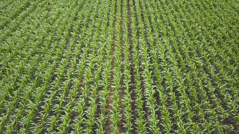 Green corn field view from height Stock Footage 113258135