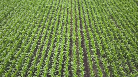 Green corn field view from height Stock Footage 135519055
