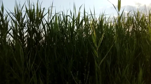 Green corn field of wheat Stock Footage 109656445