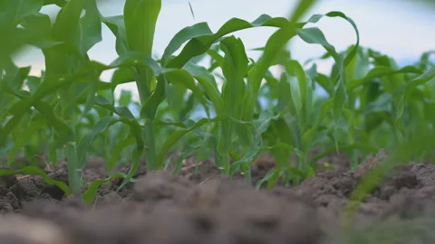 Green corn field with Wind blowing in agricultural Video stock 134746826