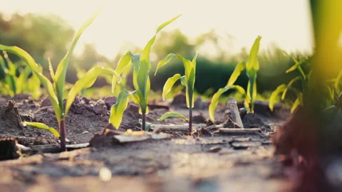 Green corn field with wind blows in agricultural plantation Stock Footage 155215345