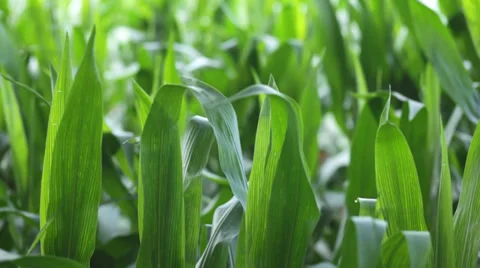Green Corn field in the wind Stock Footage 33885239