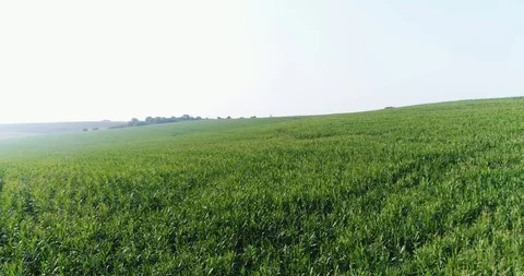 Green corn fields. Blue sky during the day. spring 2019 Stock Footage 123851877