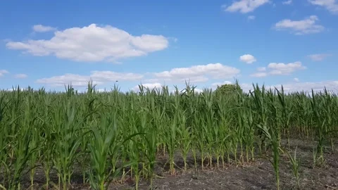 Green Corn Fields - Champs de Maïs vert Stock Footage 152540417