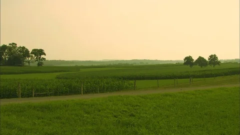 Green corn fields on Pennsylvania farm summer day Stock Footage 86837755