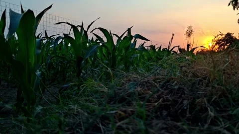 Green Corn Fields Standing Under Evening Horizon Vídeo Stock 337977498