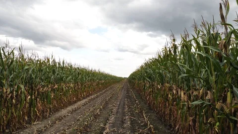 Green corn fields at summer day Video stock 122124444