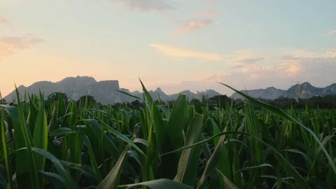 Green corn fields with the wind blowing in the farm garden. Stock Footage 120072504