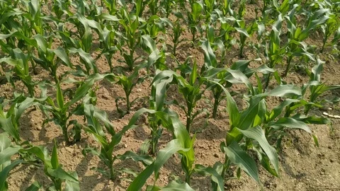 Green corn fields with the wind blowing in the farm garden Stock Footage 126772050