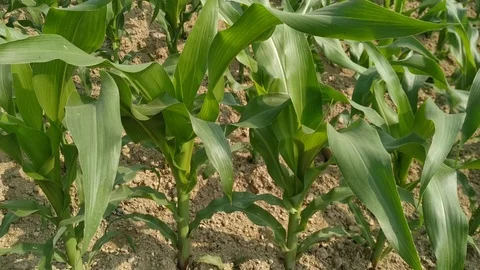 Green corn fields with the wind blowing in the farm garden. Maize green leaf Stock Footage 126773086