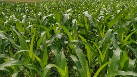Green corn fields with the wind blowing in the farm garden. green leaf natural Stock Footage 126980864