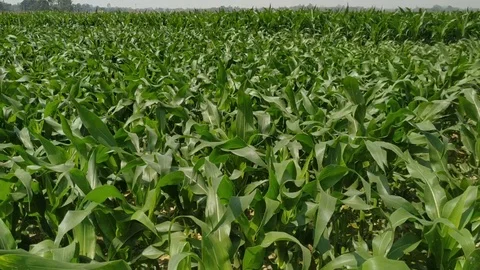 Green corn fields with the wind blowing in the farm garden. blue sky during the Stock Footage 127411738