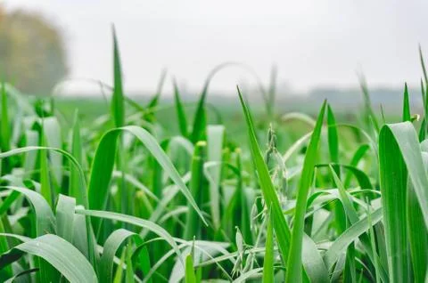 Green corn filed Stock Photos