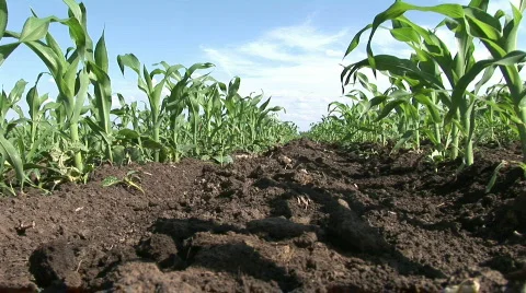 Green Corn Stock Footage