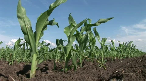 Green Corn Stock Footage 729675